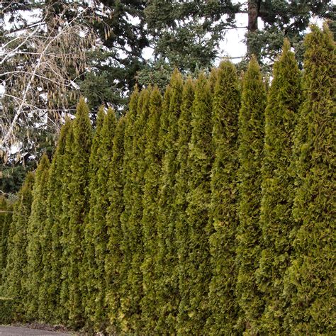 Tall Arborvitae Hedge