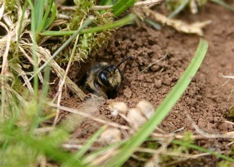 Get Help With Ground Bees Bee Control In Massachusetts