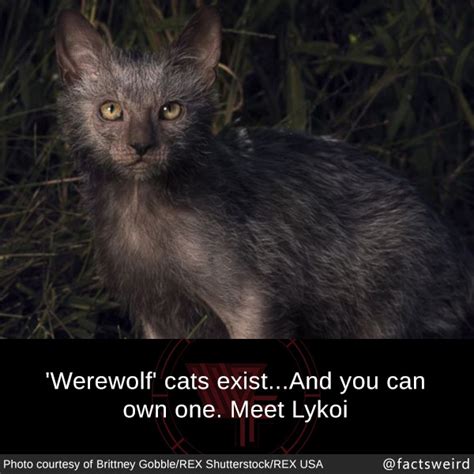 Weird Facts ‘werewolf’ Cats Existand You Can Own One Meet