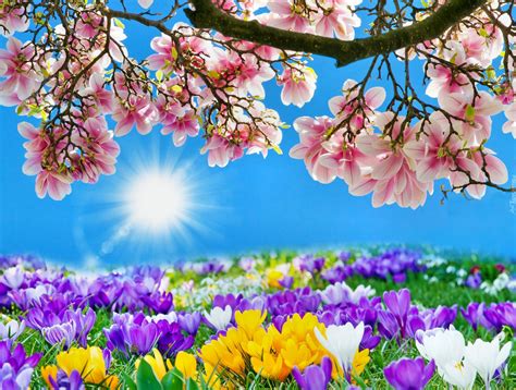 Wiosenne Kwiaty Słońce Wiosna