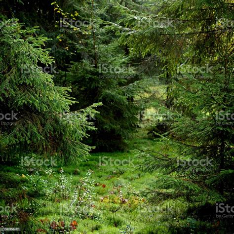 Dark Pine Forest Scene Stock Photo Download Image Now Autumn