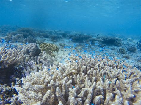 Terumbu karang raksasa ini memiliki tinggi 500 meter, ketinggiannya juga melampaui menara kembar petronas di kuala lumpur, malaysia. Golden Hour dan Alam Bawah Laut Pulau Tomia Yang Menakjubkan