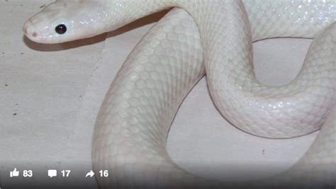 White Snake With Incredibly Rare Mutation Discovered In Australia