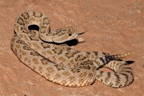 Grand Canyon Rattlesnake Facts And Pictures Reptile Fact