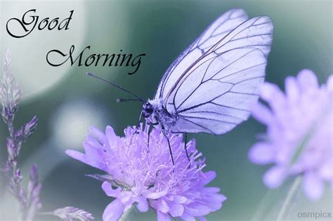 120 Good Morning Images Hd Butterfly Morning Wishes Quotes