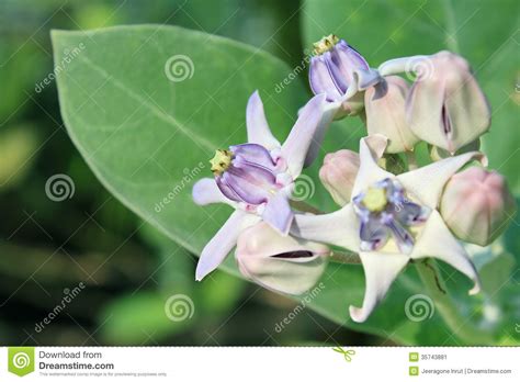 Purple Crown Flower Stock Image Image Of Grow Calotropis 35743881