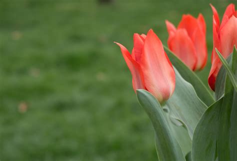 Red Tulips On Green Background Copyright Free Photo By M Vorel