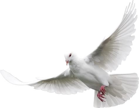 Free Flying Dove Png Download Free Flying Dove Png Png Images Free