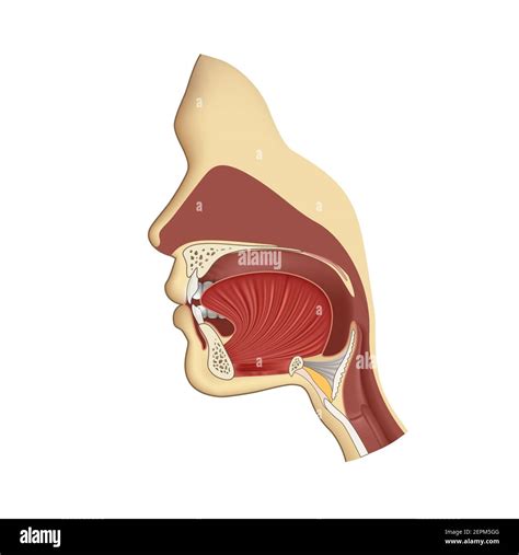 Human Throat Anatomy Diagram