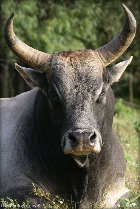 1000 Images About Bulls Bullsbulls On Pinterest Cattle Longhorns
