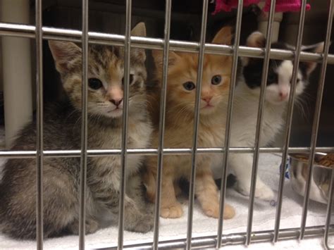 ‘kitten Season In Full Swing At Area Shelters Wtop News