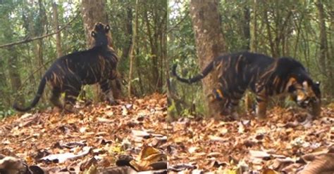 In Rare Sighting Black Tiger Spotted In Odishas Similipal National Park