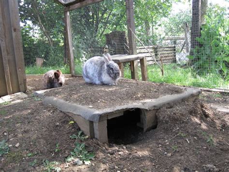 470 Best Great Rabbit Home Ideas Images On Pinterest Rabbit Rabbit