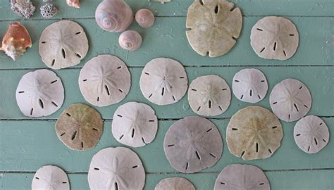 How To Find Sand Dollars At The Beach Sciencing