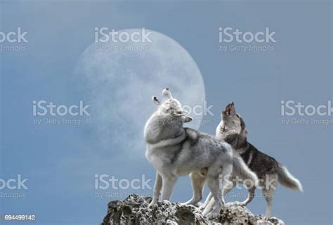 Two Wolves Howl At The Moon Stock Photo Download Image Now Wolf