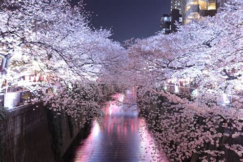 Perfect Cherry Blossom