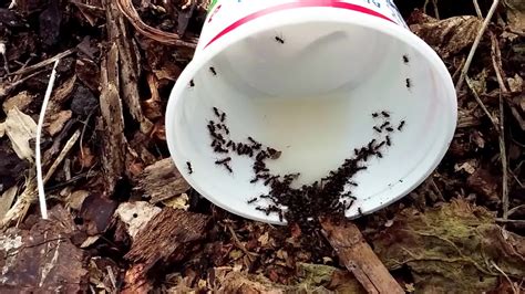 Ants can be tough to get rid of, but these simple home remedies really work. Borax and DIY Ant Trap (with educational, health, and ...