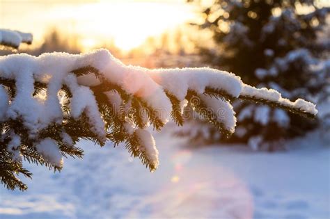 Snow Covered Pine Branch Against Light Of Evening Sun Winter Season