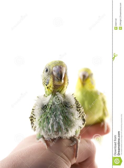 Budgies Stock Photo Image Of Birds Bird Darling Pair 9581142