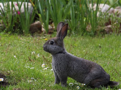 Are Rabbits Good Pets At Home Uk Pets