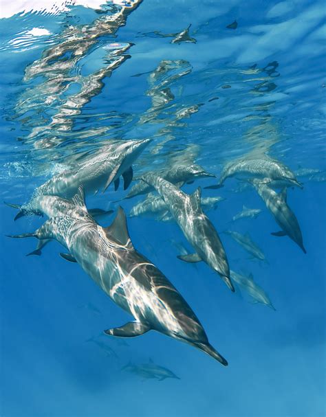 A Large Dolphin Pod In The Red Sea Smithsonian Photo Contest