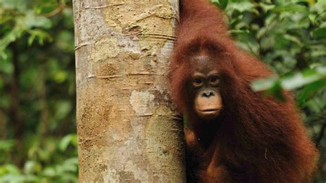 Orangutan Tours Kalimantan Wildlife Jungle Safari Of Indonesian Borneo