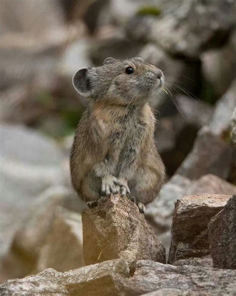 Pin By Denise Price On All About Picas Cute Animals Pika Animal