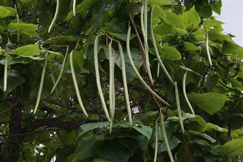 Bean, bush, burpee's stringless green pod. Untitled Document peresta.net