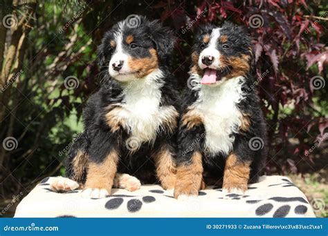 Two Bernese Mountain Dog Puppies In Front Of Dark Red Leaves Stock