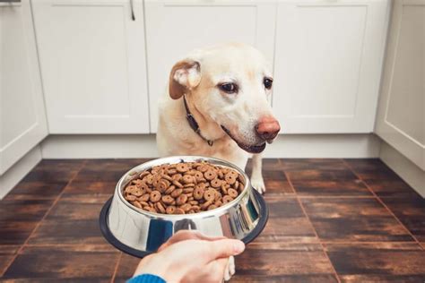 Best Hypoallergenic Dog Foods Reviewed For 2022 Petz