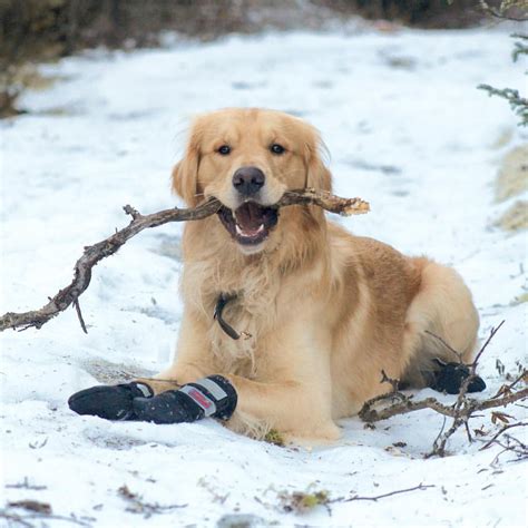 Get your golden retriever puppy today from certified breeders. Golden Retriever Puppies Price In Pakistan