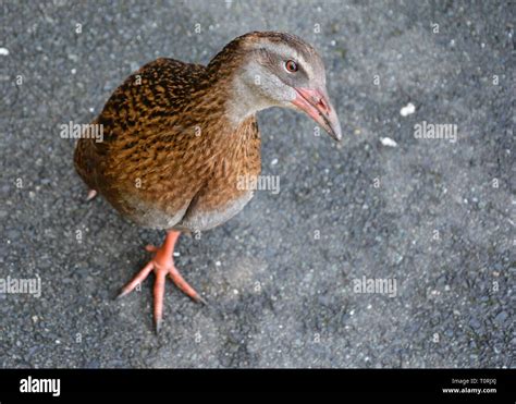 Weka Bird Maori Hen Or Woodhen Gallirallus Australis New Zealand