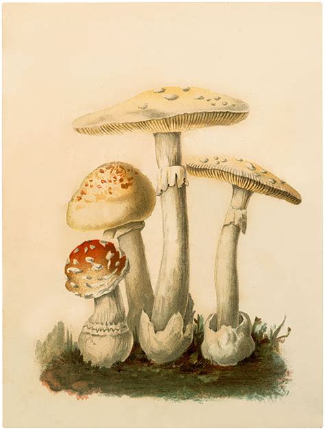 24 Mushroom Images Vintage Vintage Mushroom Art Mushroom Images