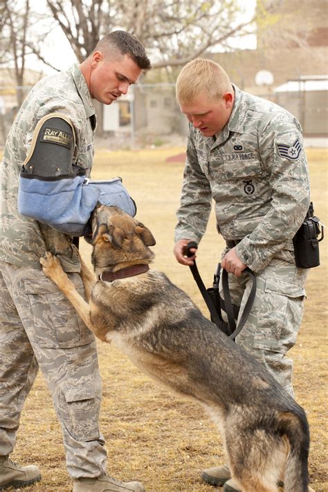 49th Security Forces Squadron K 9 Training