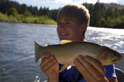 Cutthroat Trout Western Montana Fish Species The Missoulian Angler Fly Shop