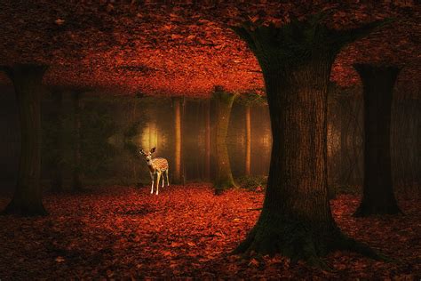 Forest Dream Photograph By Saskia Dingemans Pixels