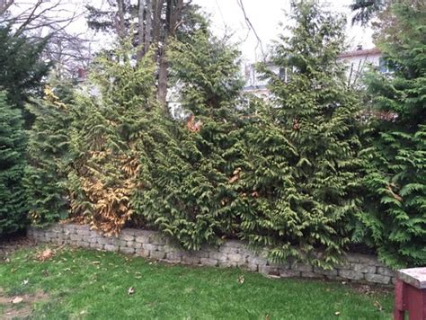 Select from premium emerald green arborvitae of the highest quality. Established Green Giant Arborvitae Dying