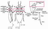 External Morphology Of Cockroach Photos