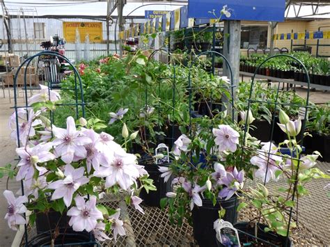 Maybe you would like to learn more about one of these? Lowe's Garden Center, Minot ND