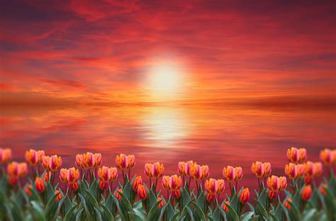 Flowers Tulips Sunset Free Photo On Pixabay Pixabay