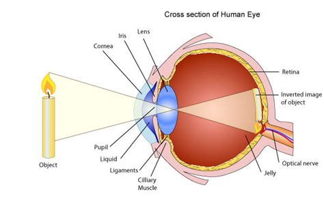 Use Of Lenses For Correcting Vision Pass My Exams Easy Exam Revision