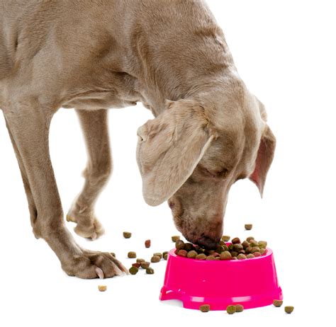 Feeding Dogs Schedule Diet And Routine Weimaraner Puppies