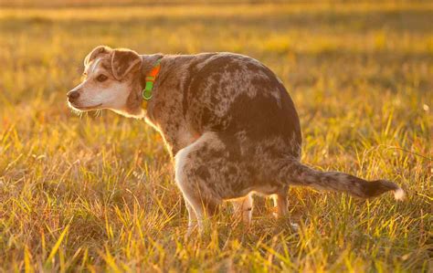¿cómo Evitar Que Un Perro Haga Caca En Ciertas áreas