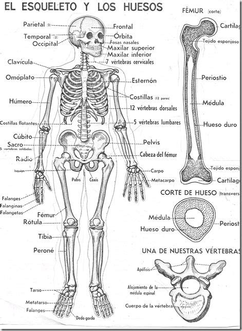 El Esqueleto Humano Con Todas Sus Partes Imagui