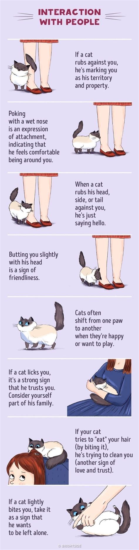 Understand Cat Language Better With These Funny Illustrations Cat