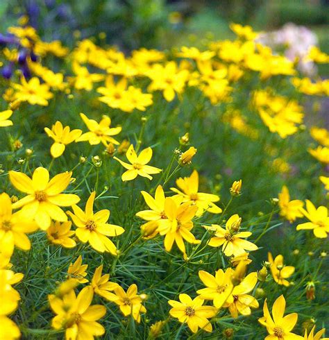 24 Of The Best Perennials For Adding Color To Your Garden