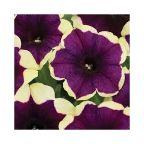 Buy Petunias Purple Yellow Plant Online At Lowest Price