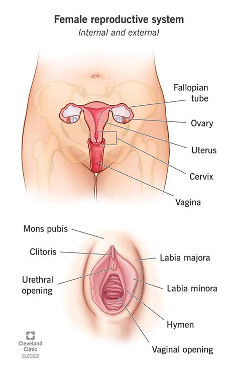 Female Reproductive System Label Diagram Sexiz Pix