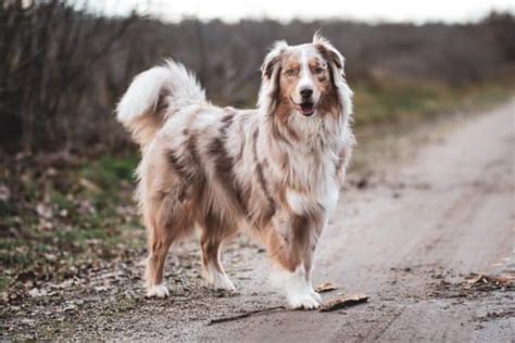 Red Tri Australian Shepherds Everything You Need To Know Juniper Pets