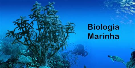 Curso Online De Introdu O Biologia Marinha